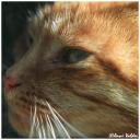 Fauna