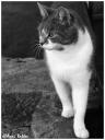 zs_ys0310_5_34bw.jpg