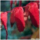 as_red_leaves.jpg