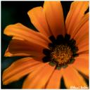 as_yellow_daisy_2.jpg