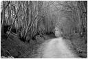 s_1321bw.jpg