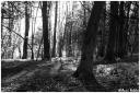 s_stan_c028bw.jpg