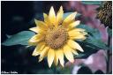 s_sunflower.jpg