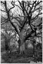 zs_1332bw.jpg